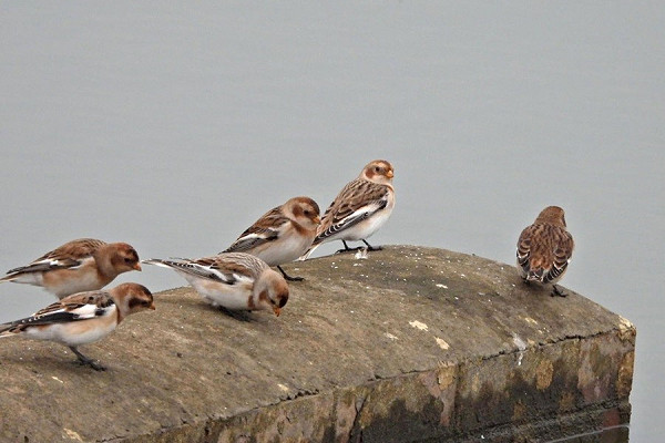 Snow Buntings- Hazel Wiseman.