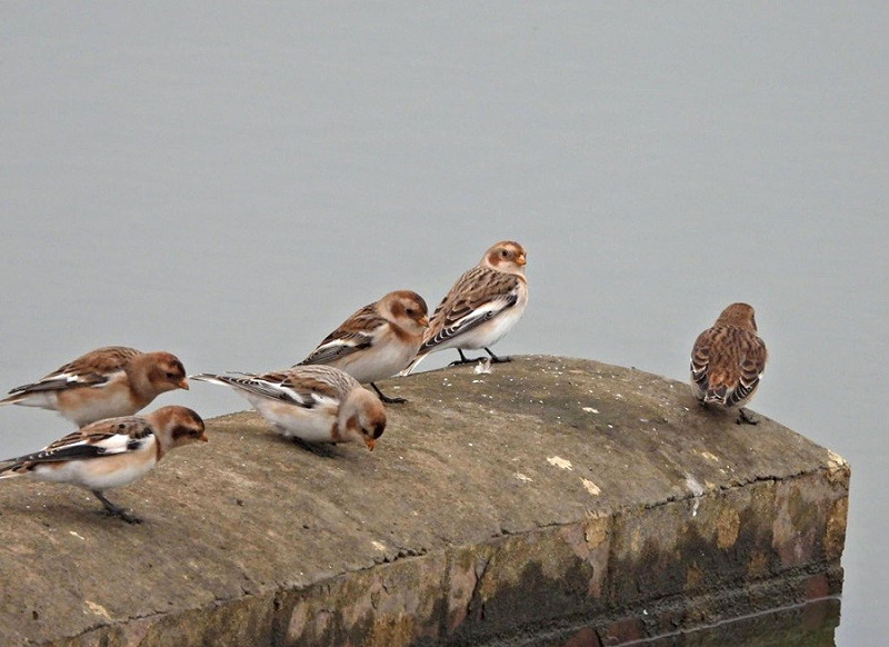 Snow Buntings- Hazel Wiseman.