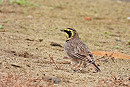 Shore Lark - Hazel Wiseman.