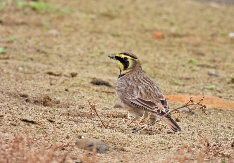 Shore Lark - Hazel Wiseman.