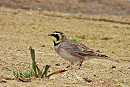 Shore Lark - Hazel Wiseman.