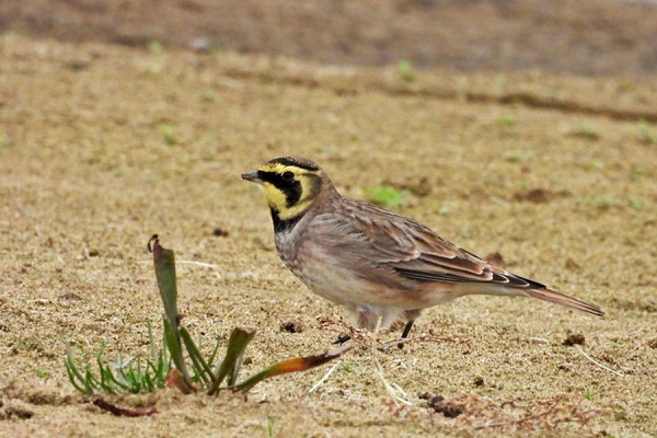 Shore Lark - Hazel Wiseman.