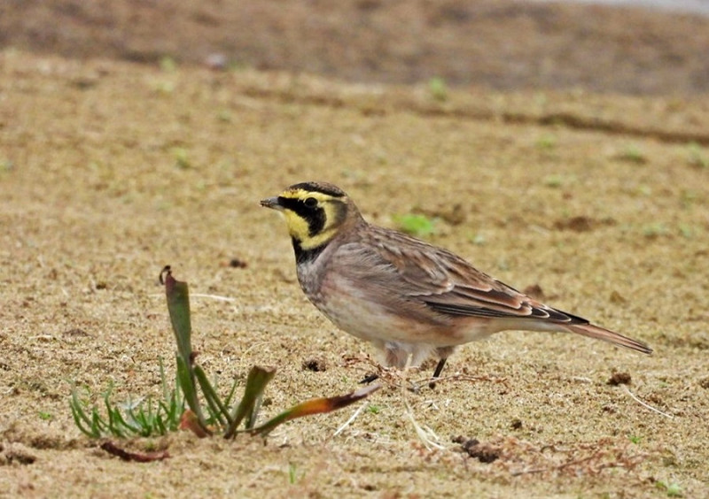 Shore Lark - Hazel Wiseman.