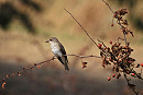 Spotted Flycatcher - Hazel Wiseman.