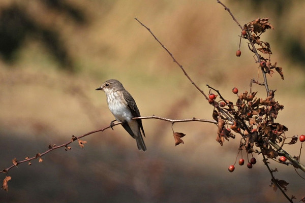 Spotted Flycatcher - Hazel Wiseman.