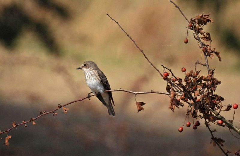 Spotted Flycatcher - Hazel Wiseman.