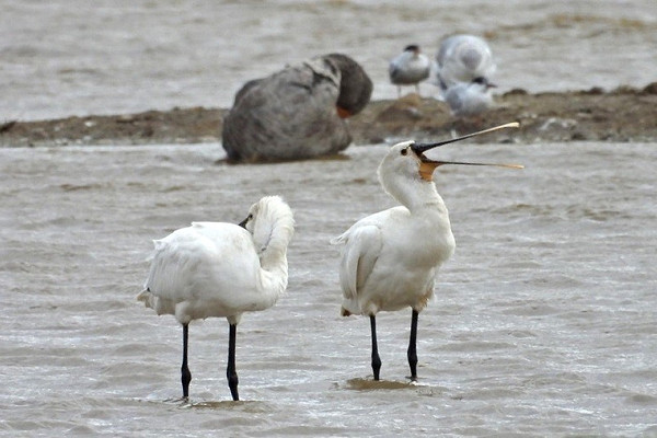 Spoonbills - Hazel Wiseman.