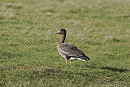 Eurasian White-fronted Goose - Hazel Wiseman.