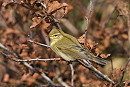 Willow Warbler - Hazel Wiseman.