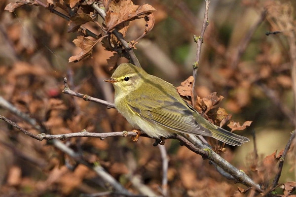 Willow Warbler - Hazel Wiseman.