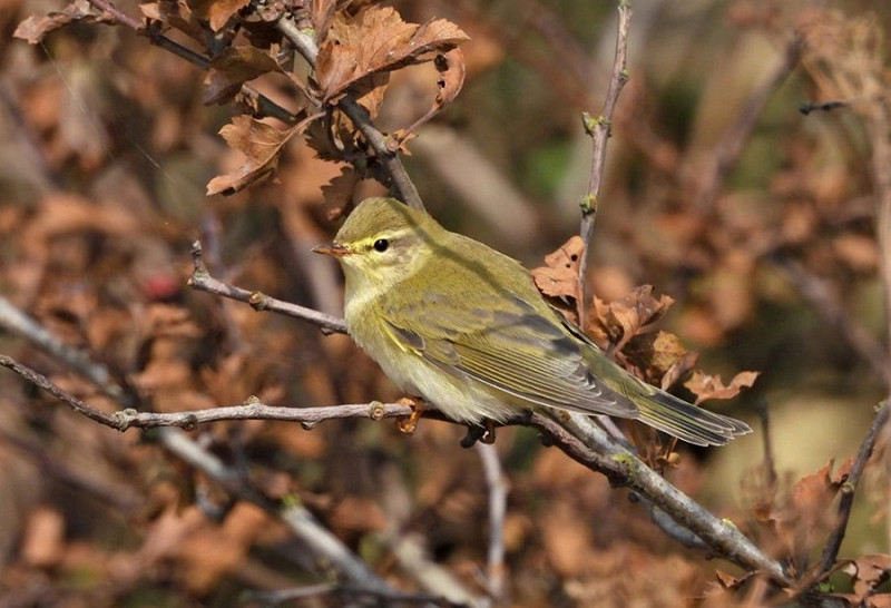 Willow Warbler - Hazel Wiseman.