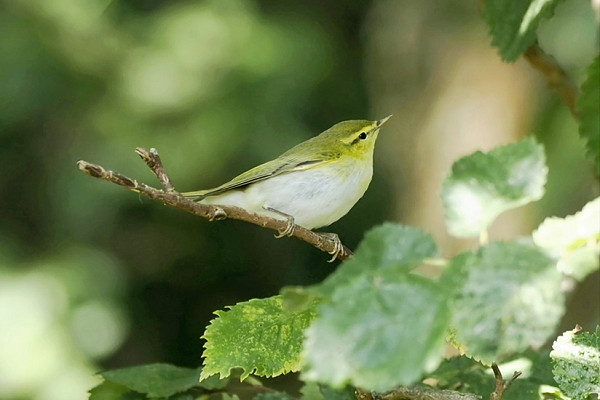 Wood Warbler - Hazel Wiseman.