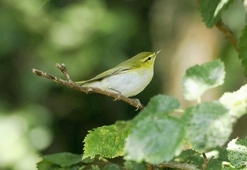 Wood Warbler - Hazel Wiseman.