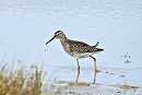 Wood Sandpiper - Hazel Wiseman.