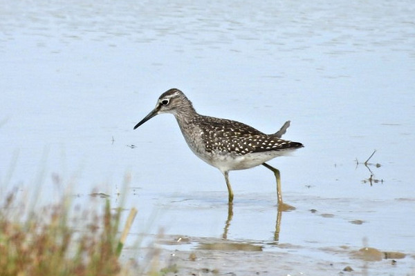 Wood Sandpiper - Hazel Wiseman.