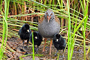 Water Rail with young - Hazel Wiseman. One of the recent highlights watching the development of this family group.