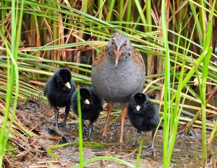 Water Rail with young - Hazel Wiseman. One of the recent highlights watching the development of this family group.