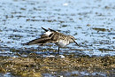 White-rumped Sandpiper - Hazel Wiseman.