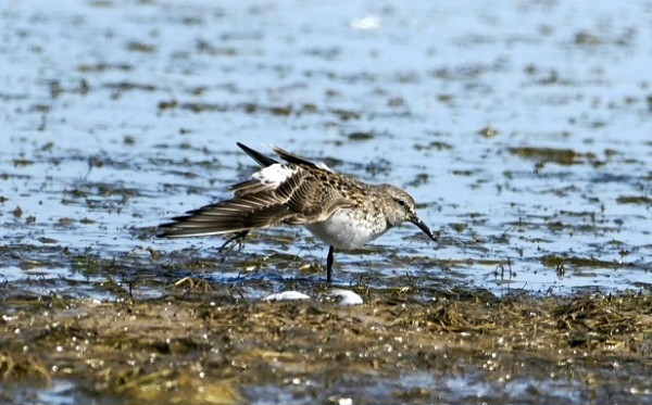 White-rumped Sandpiper - Hazel Wiseman.