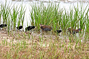 Water Rails with 6 young - Hazel Wiseman.