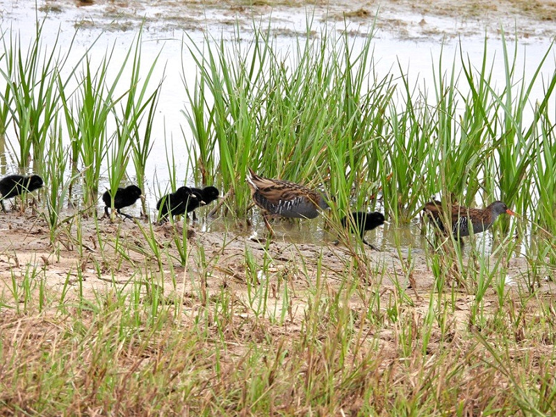 Water Rails with 6 young - Hazel Wiseman.