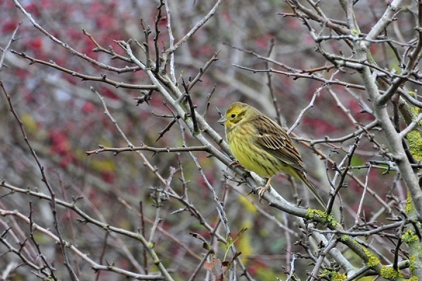 Yellowhammer - Hazel Wiseman.