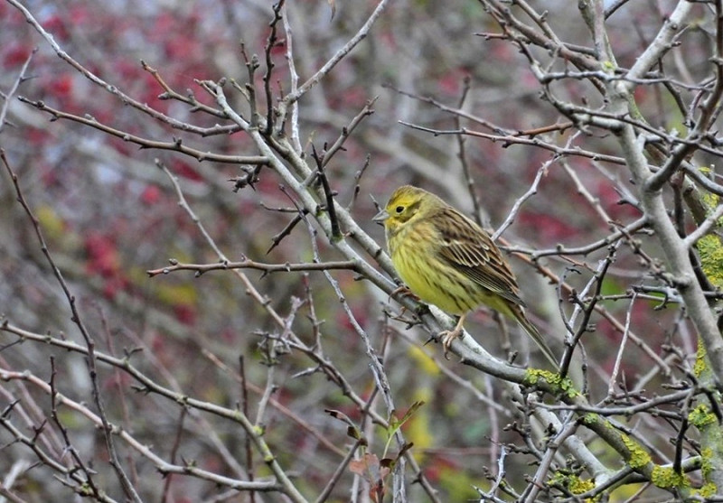 Yellowhammer - Hazel Wiseman.