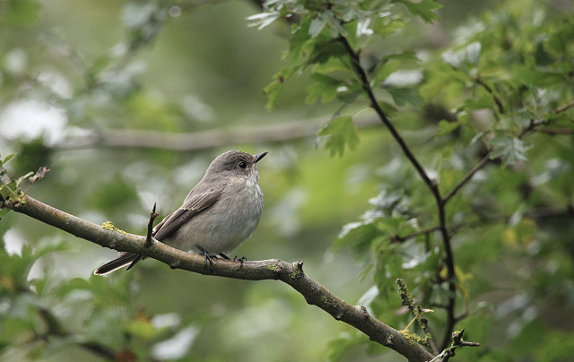 “I was excited to attend my first Migfest and was eager to see some new species. This photo I took on the first evening of a Spotted Flycatcher was one of my highlights from the weekend as it was my first ever sighting of one and I got a great view. This was the first of a number of new species for me during my time at Spurn.” - Daniel Hague