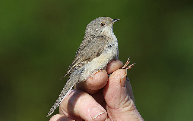 Eastern Subalpine Warbler