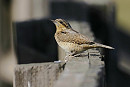 Wryneck - Neil Hunt.