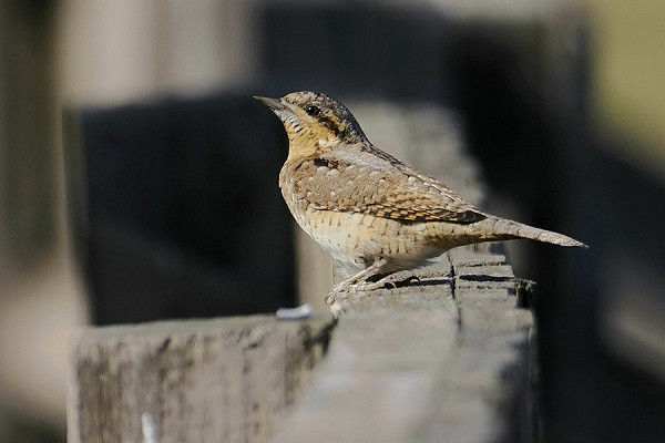 Wryneck - Neil Hunt.