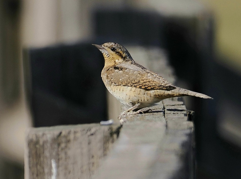 Wryneck - Neil Hunt.