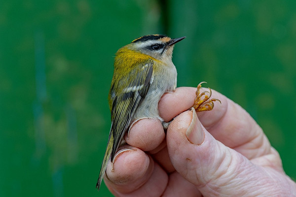 Firecrest - Ian Smith.