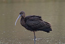 Glossy Ibis - Ian Smith.
