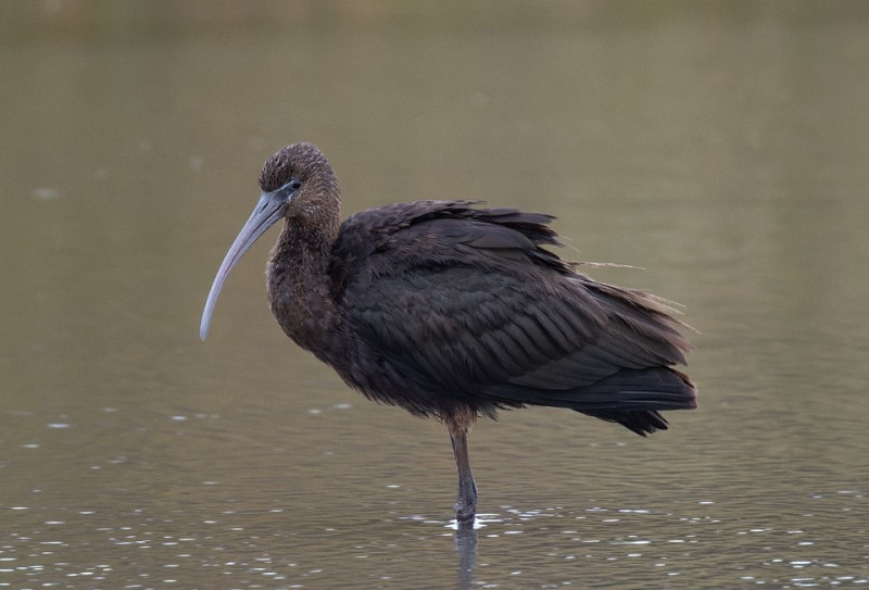 Glossy Ibis - Ian Smith.