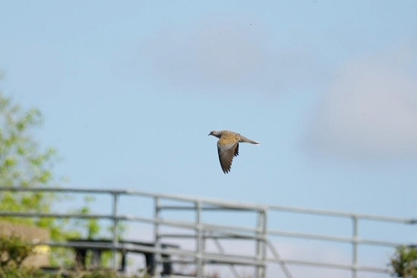 Bird sightings Monday, 25 May 2026