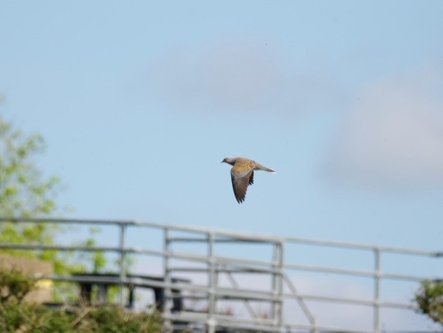 Turtle Dove  - Jack Petit.