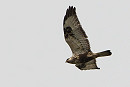 Rough-legged Buzzard - Jacob Spinks.