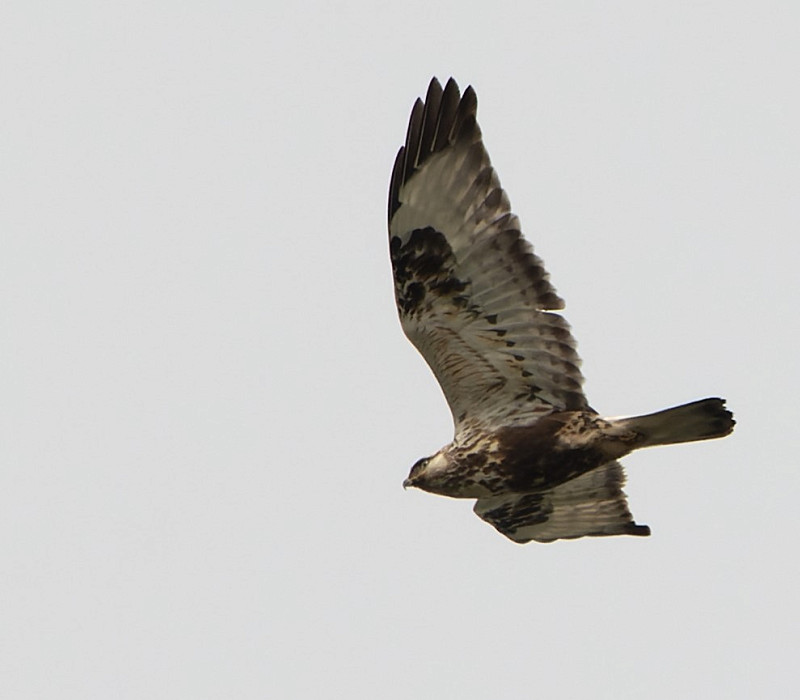 Rough-legged Buzzard - Jacob Spinks.