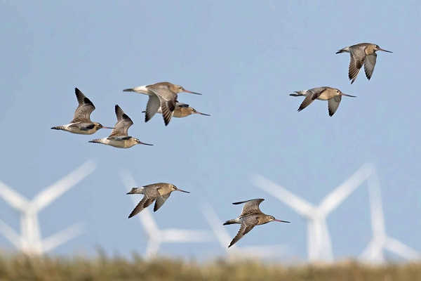 Bird sightings Sunday, 05 October 2025