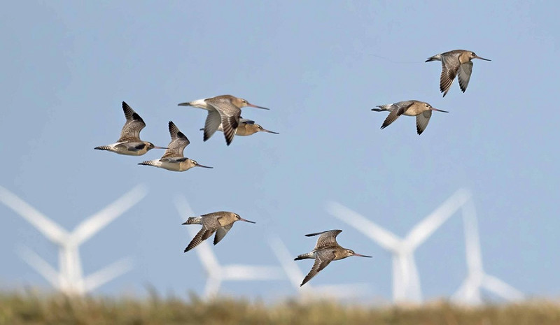 Bar-tailed Godwits - John Hewitt.