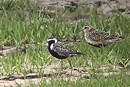 Pacific Golden Plover with Golden Plover - John Hewitt.