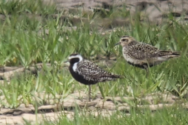 Bird sightings Thursday, 25 June 2026