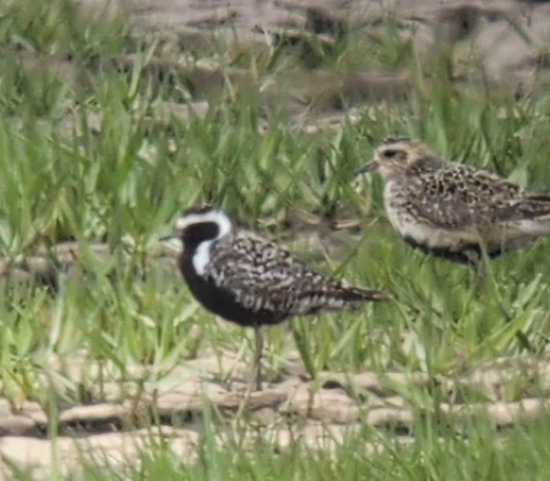 Pacific Golden Plover with Golden Plover - John Hewitt.
