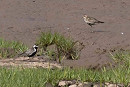 Pacific Golden Plover with Golden Plover - John Hewitt.