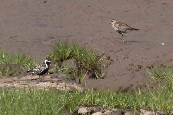 Pacific Golden Plover with Golden Plover - John Hewitt.