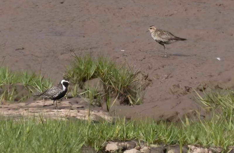 Pacific Golden Plover with Golden Plover - John Hewitt.