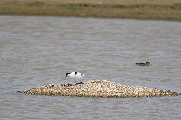 Bird sightings Friday, 27 March 2026