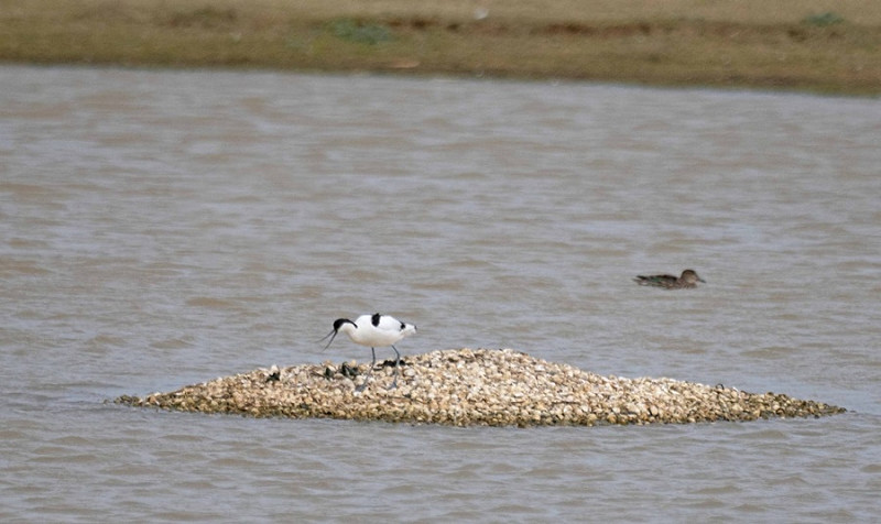 Avocet - John Hewitt.