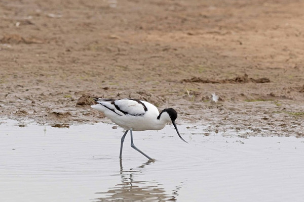Bird sightings Sunday, 10 May 2026